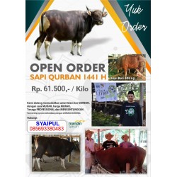 Sapi Bali 300-450 Kg