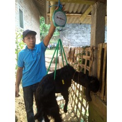 Kambing Bobot 25-50 Kg
